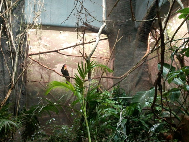 Festival of Lights 2011-Wings of the World-Hornbill aviary(9 species)