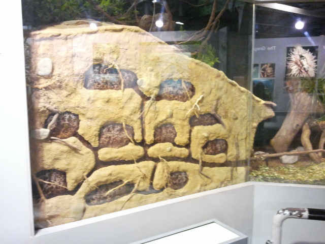 Festival of Lights 2011-World of the Insect-Ant exhibit