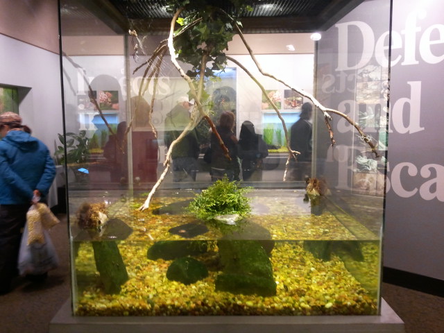 Festival of Lights 2011-World of the Insect- Beetle and Silk Spider exhibit