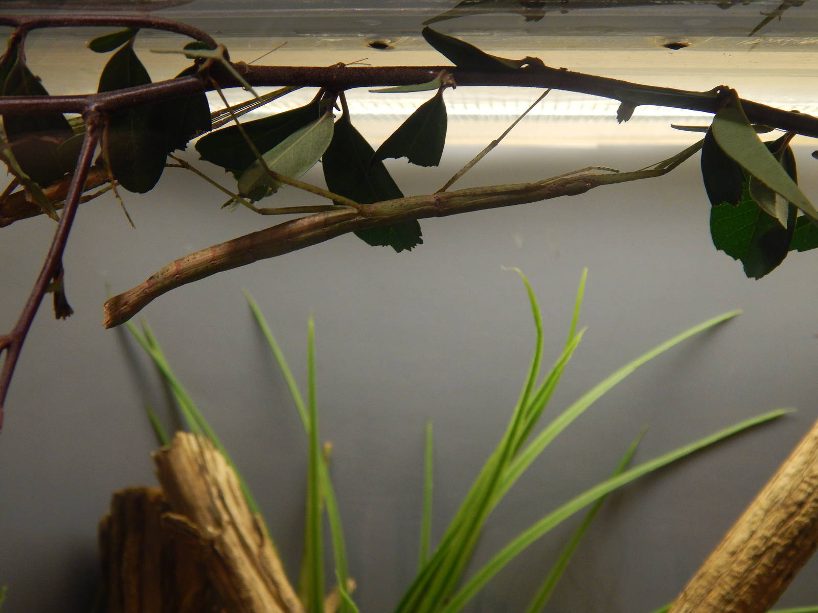 Festival of Lights 2013 - Blatchley's Walking Stick