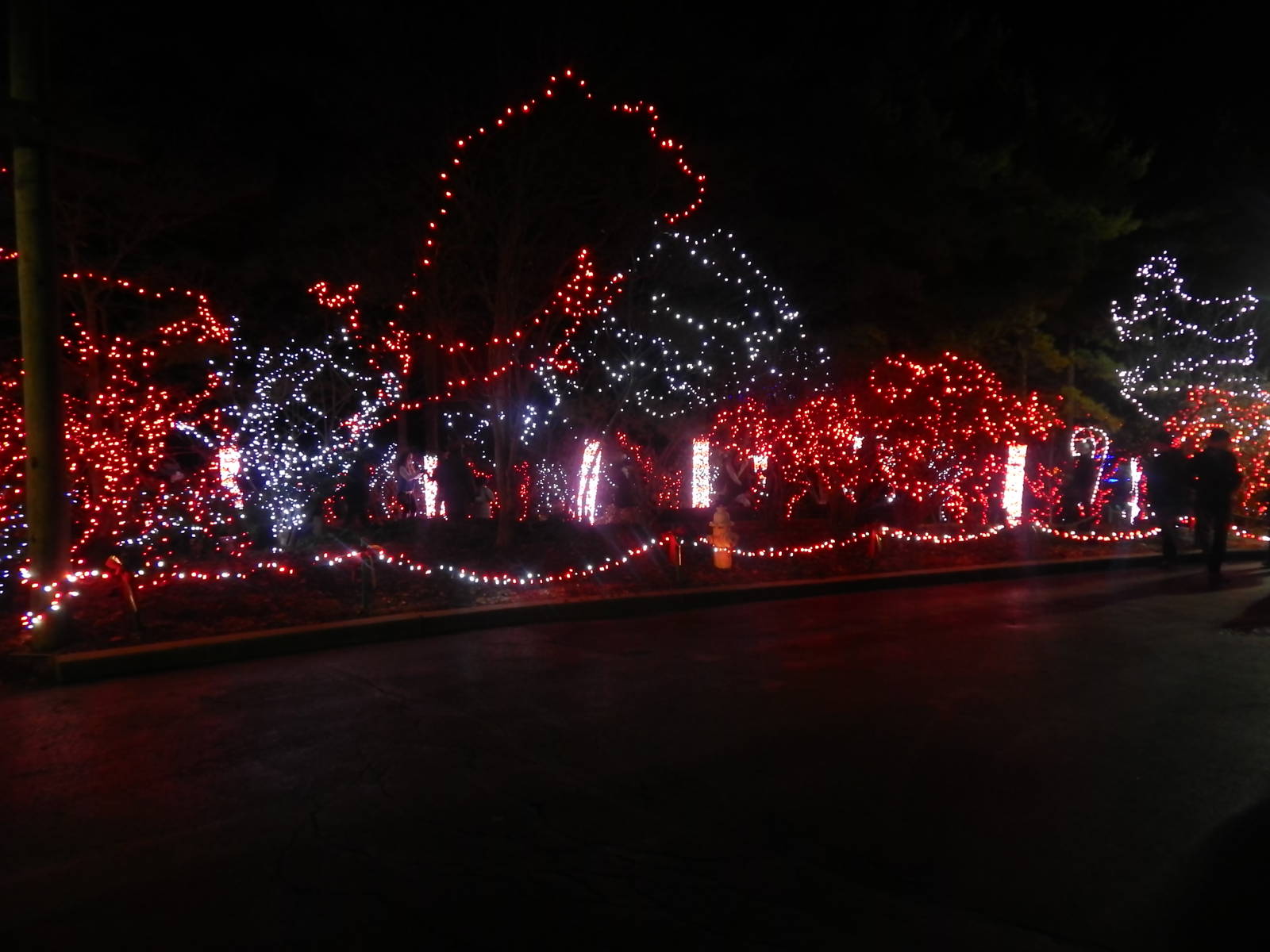 Festival of Lights 2013 - Candy Cane Forest