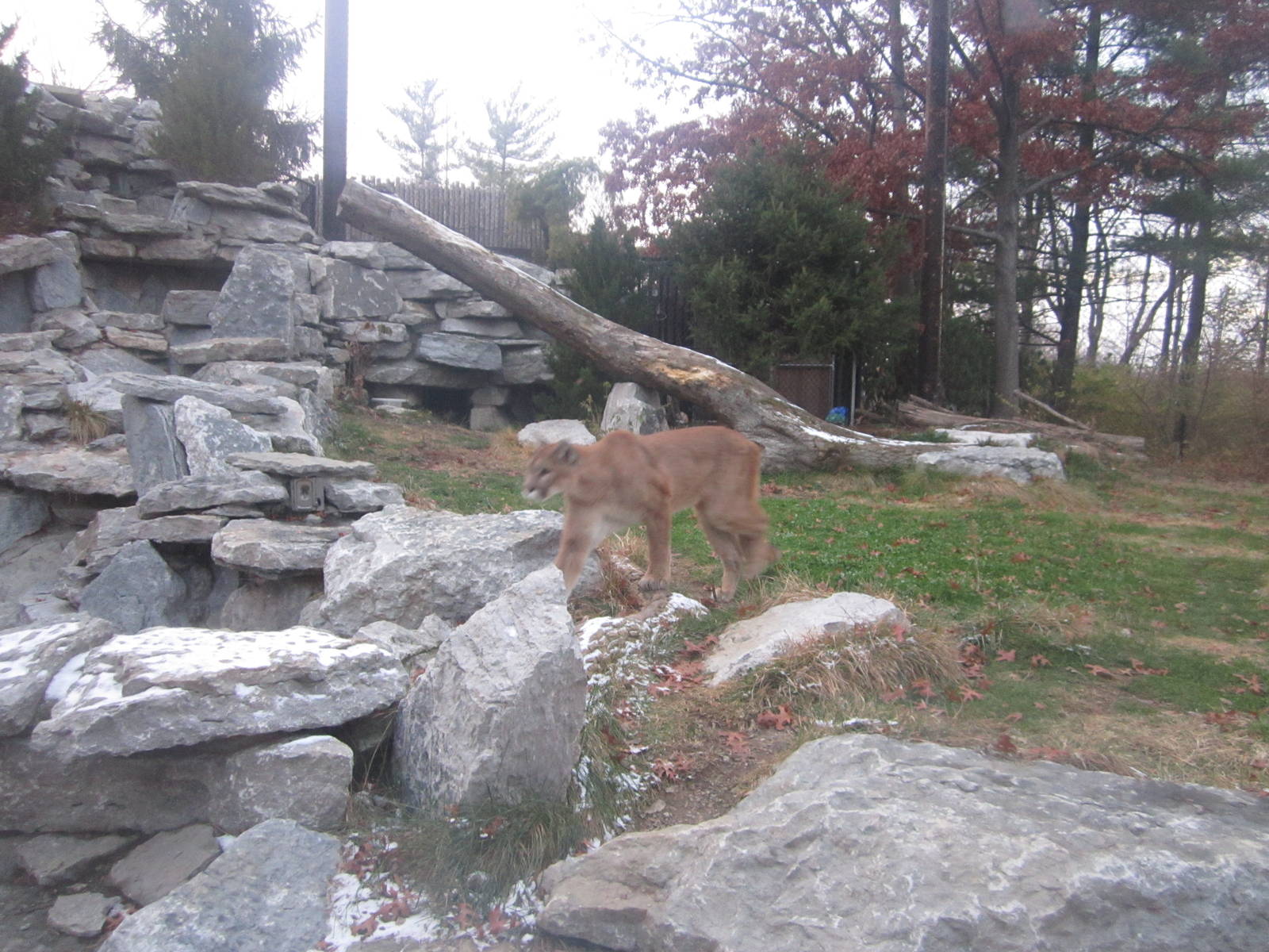 Festival of Lights 2013 - Cat Canyon - Cougar on the move