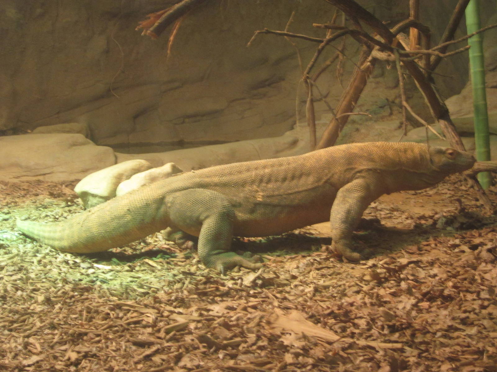 Festival of Lights 2013 - Dragons! - Hudo