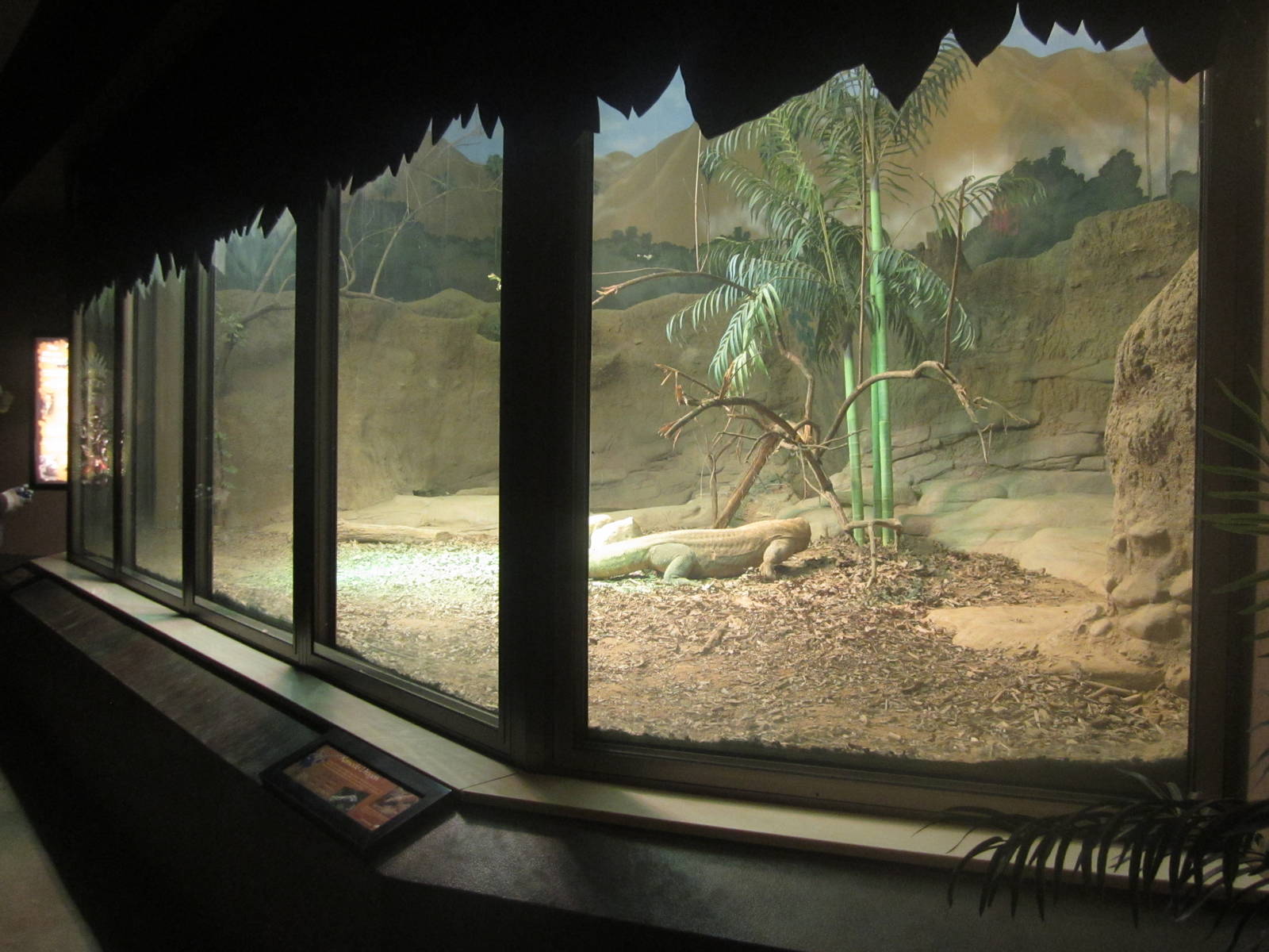Festival of Lights 2013 - Dragons! - Indoor Komodo Dragon Exhibit