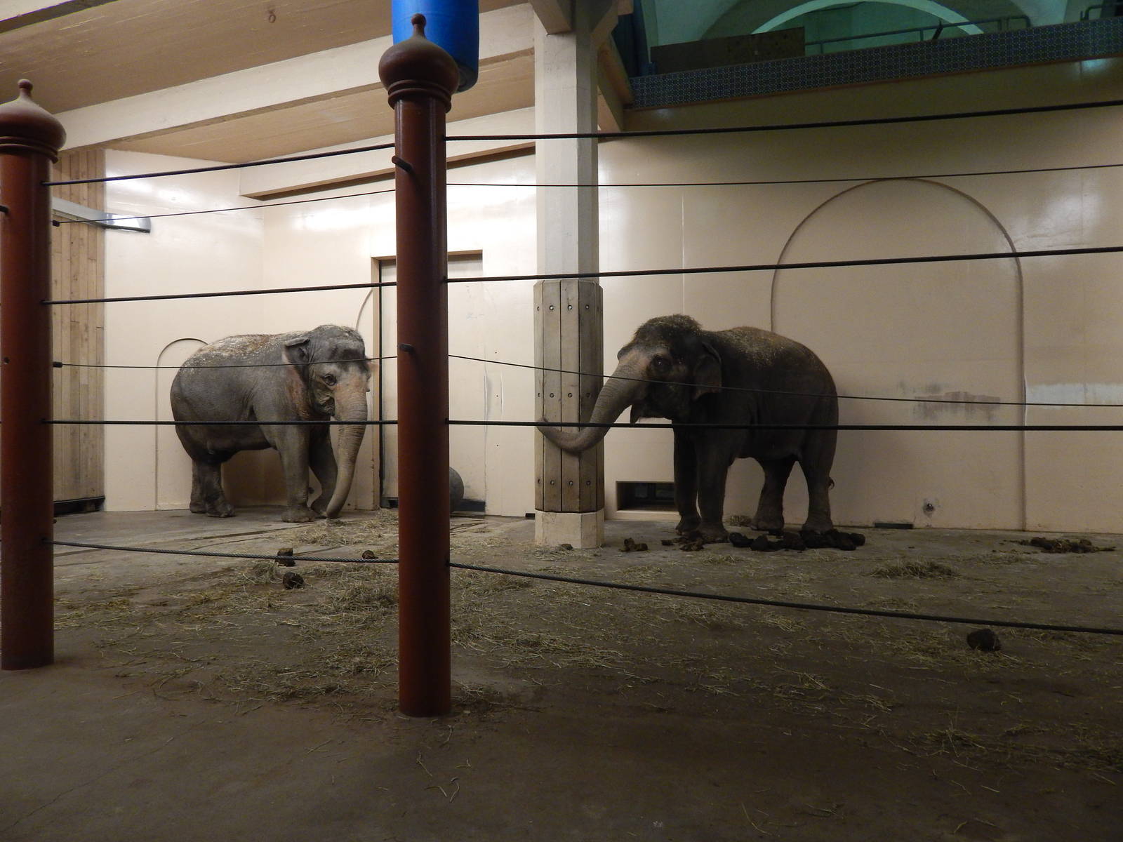 Festival of Lights 2013 - Elephant Reserve - Schottzie + Jati