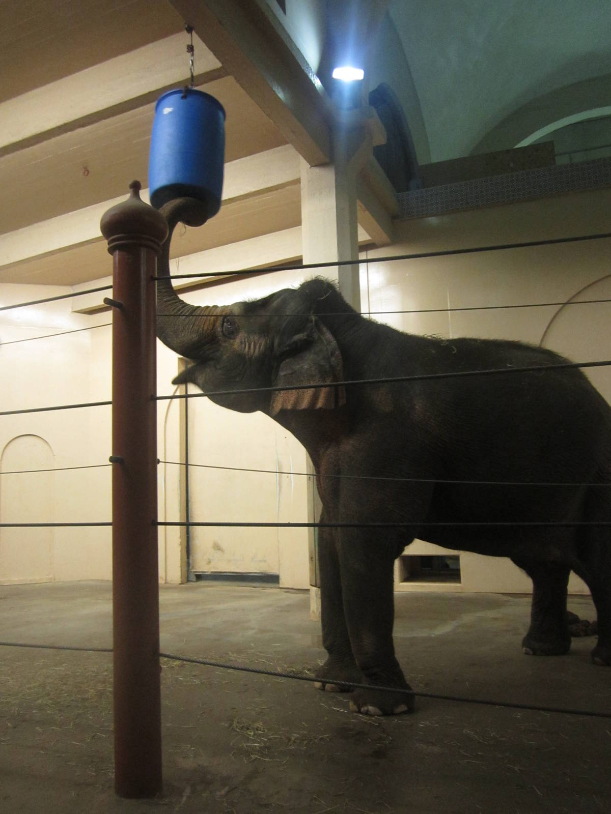 Festival of Lights 2013 - Elephant Reserve - Schottzie