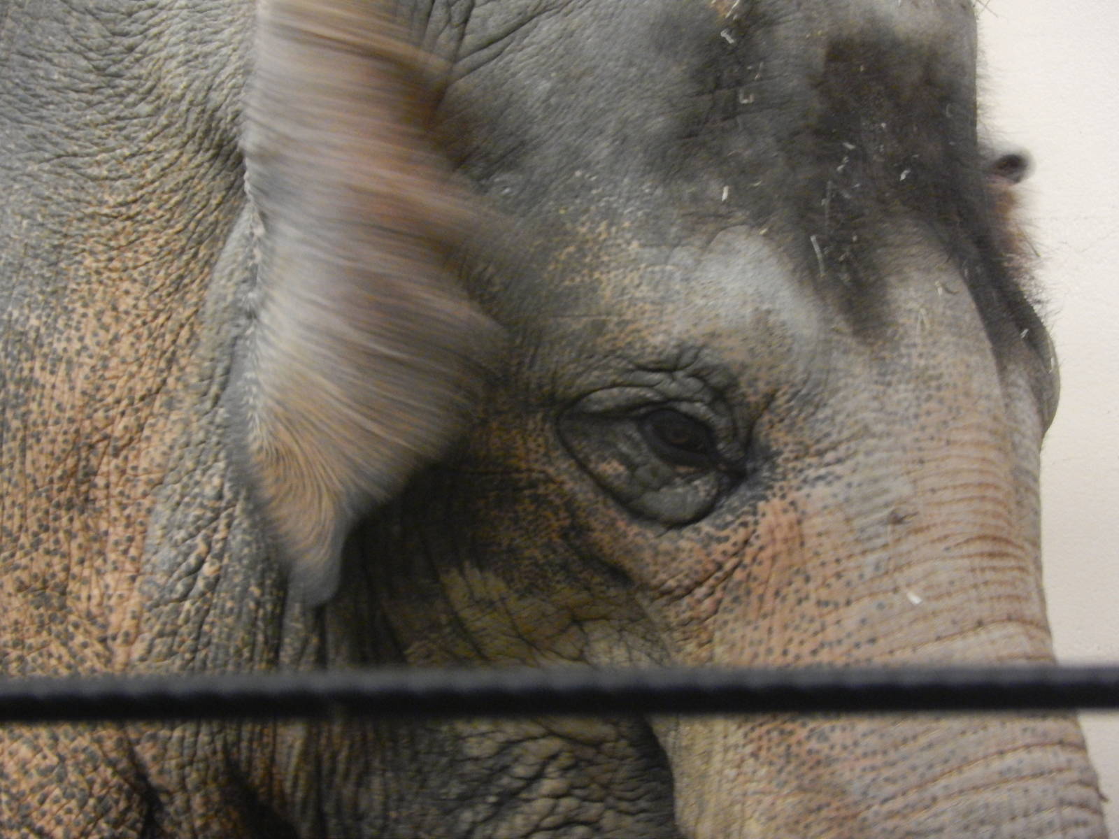 Festival of Lights 2013 - Elephant Reserve - Schottzie