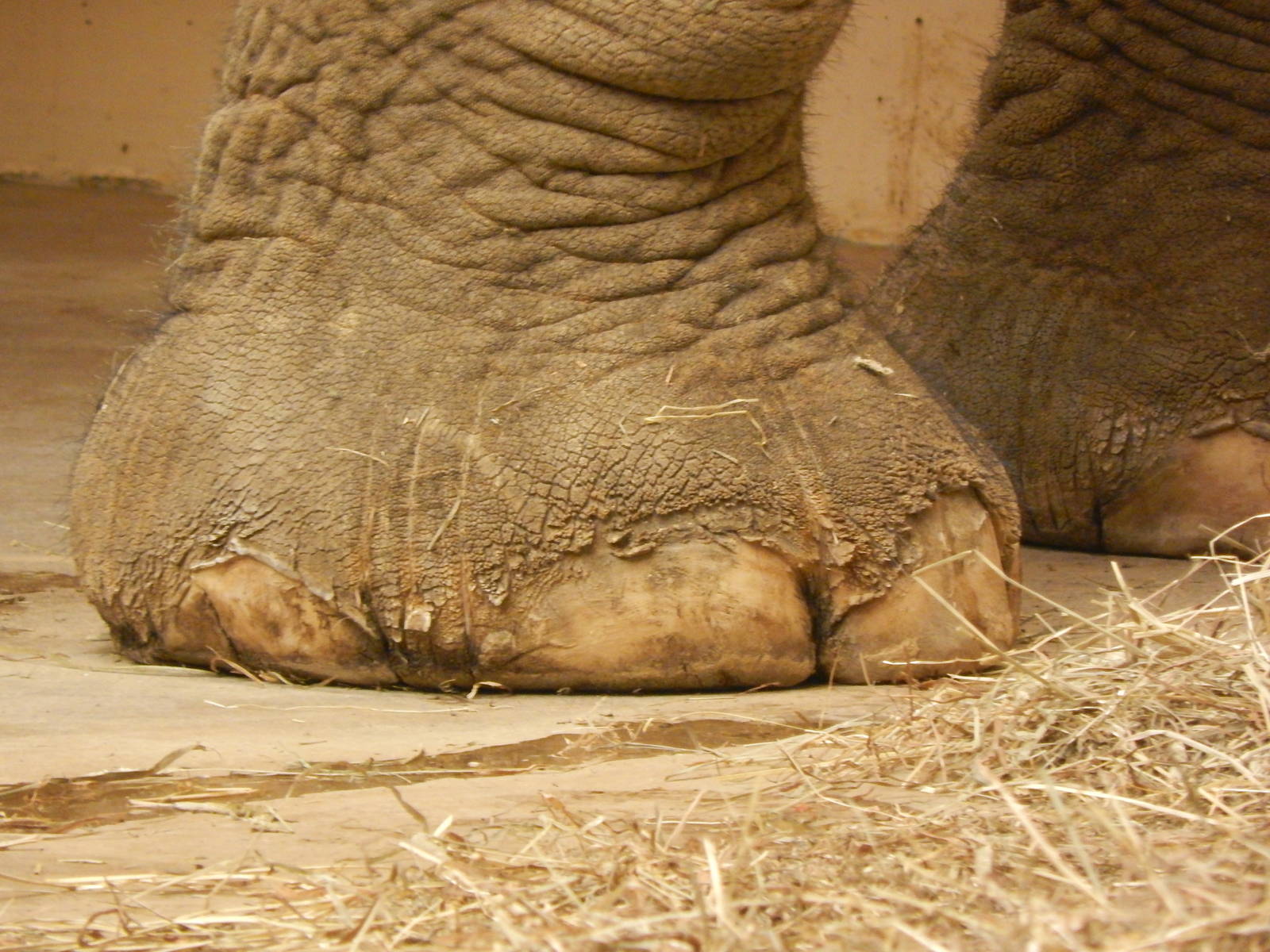 Festival of Lights 2013 - Elephant Reserve - Schottzie's foot