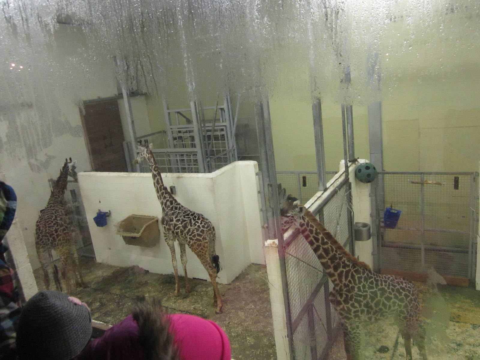 Festival of Lights 2013 - Giraffe Ridge - CeCe + Jambo + Lulu