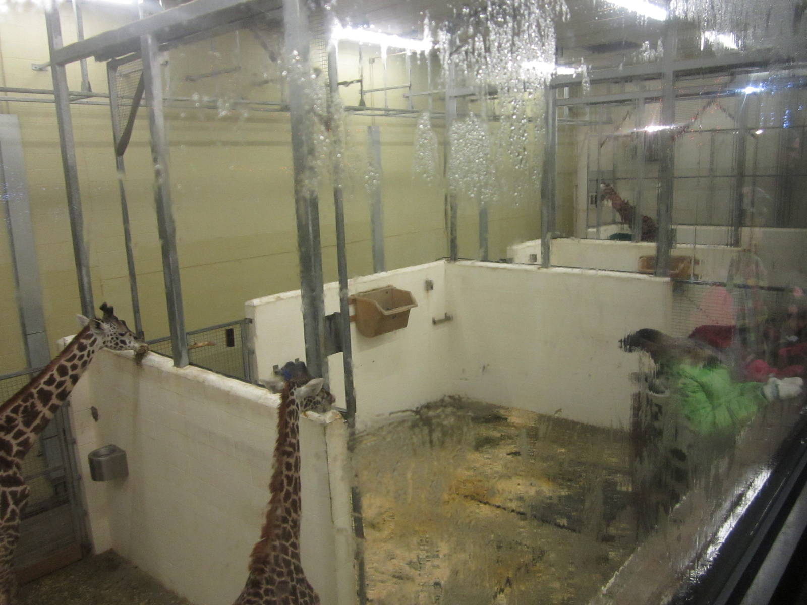 Festival of Lights 2013 - Giraffe Ridge - Indoor Stalls