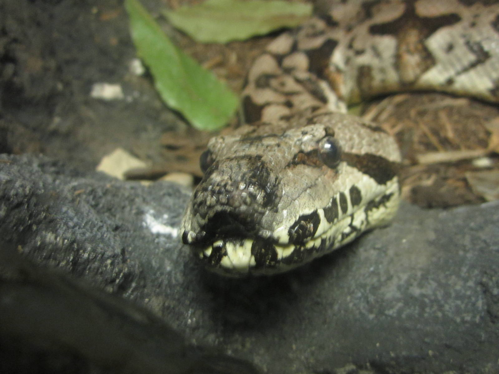 Festival of Lights 2013 - Jungle Trails - Dumerils Ground Boa
