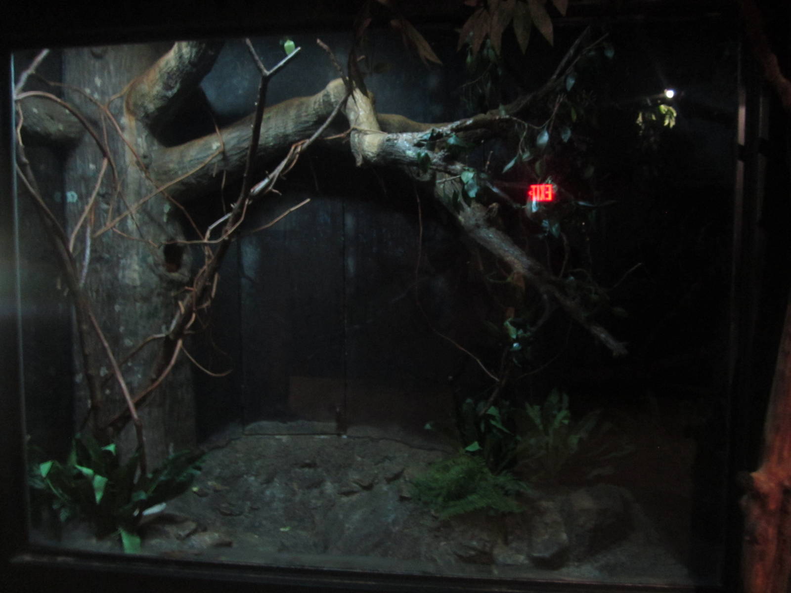 Festival of Lights 2013 - Jungle Trails - Garnett's Galagos Exhibit