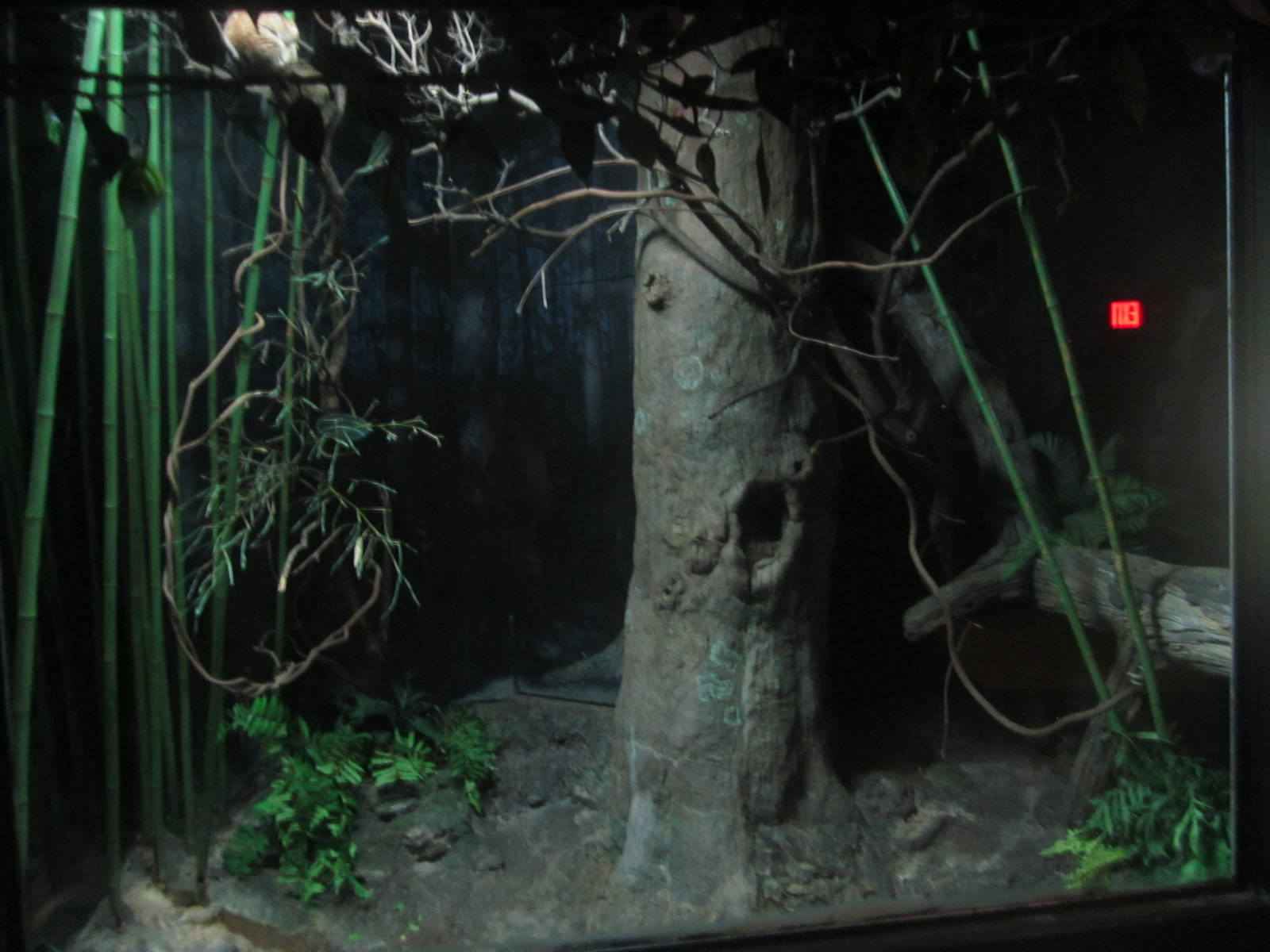 Festival of Lights 2013 - Jungle Trails - Grey Bamboo Lemur + Potto Exhibit
