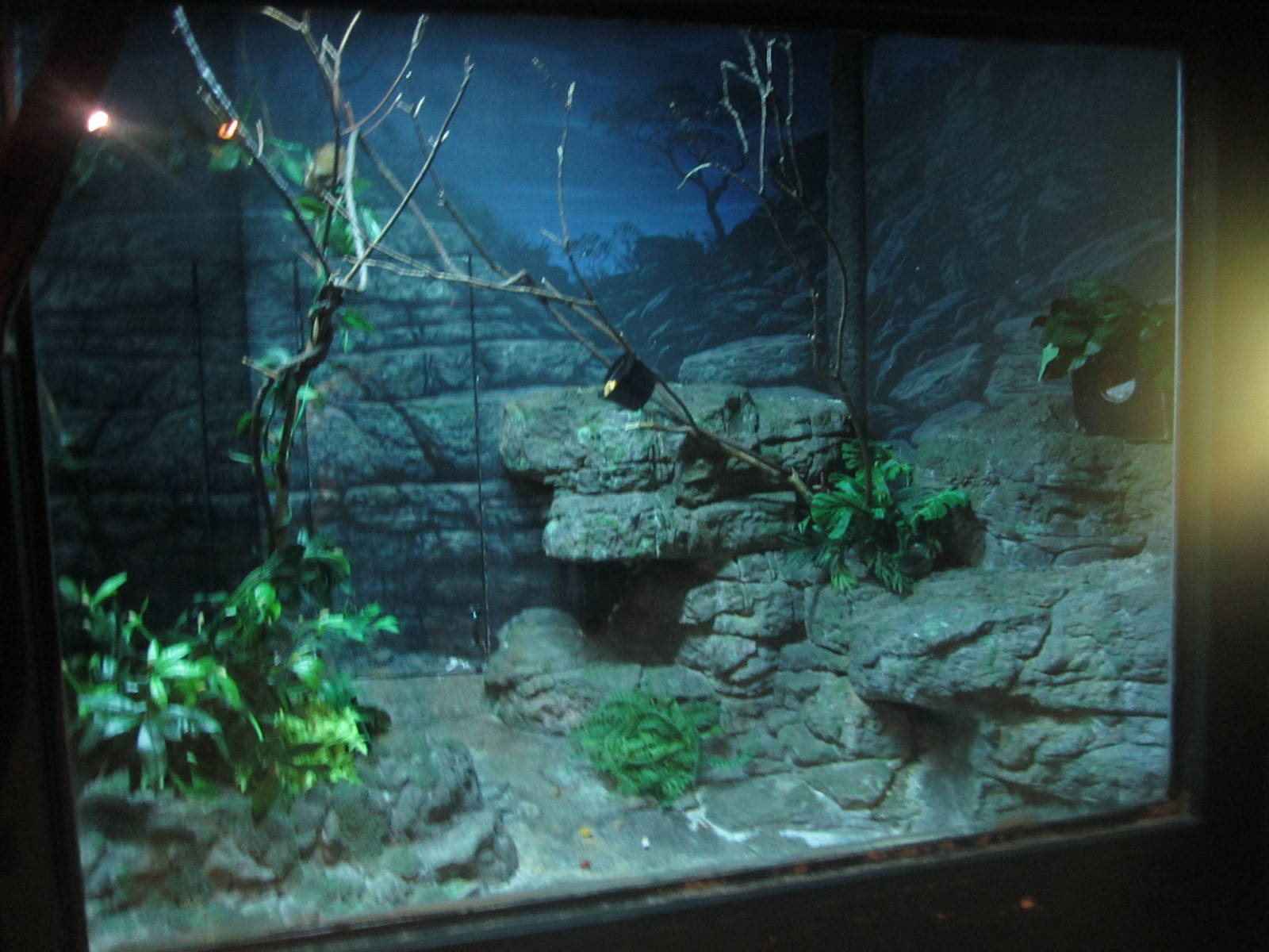 Festival of Lights 2013 - Jungle Trails - Potto Exhibit