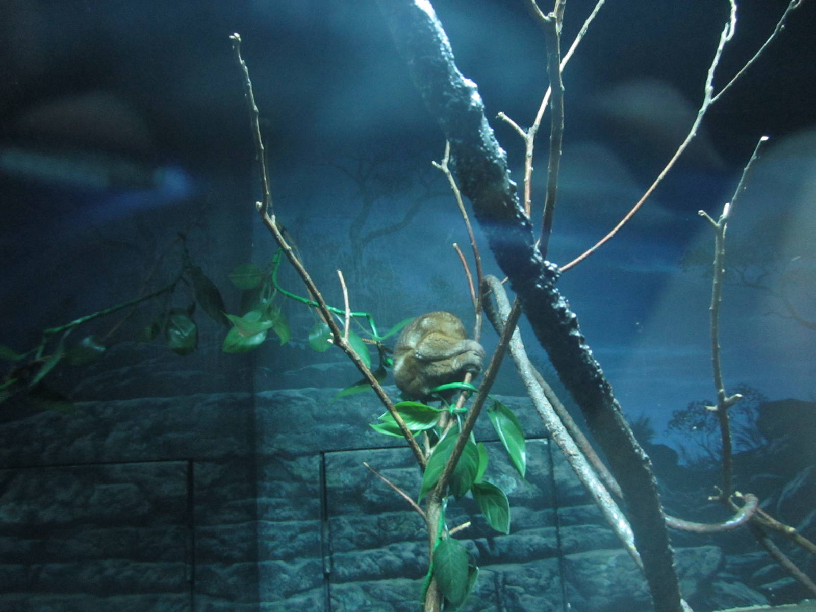 Festival of Lights 2013 - Jungle Trails - Potto