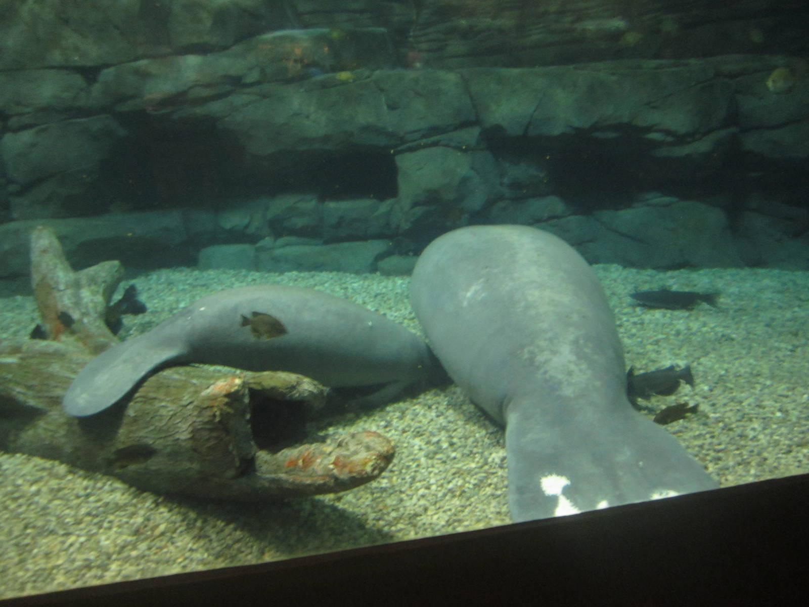 Festival of Lights 2013 - Manatee Springs - Abigail + Betsy