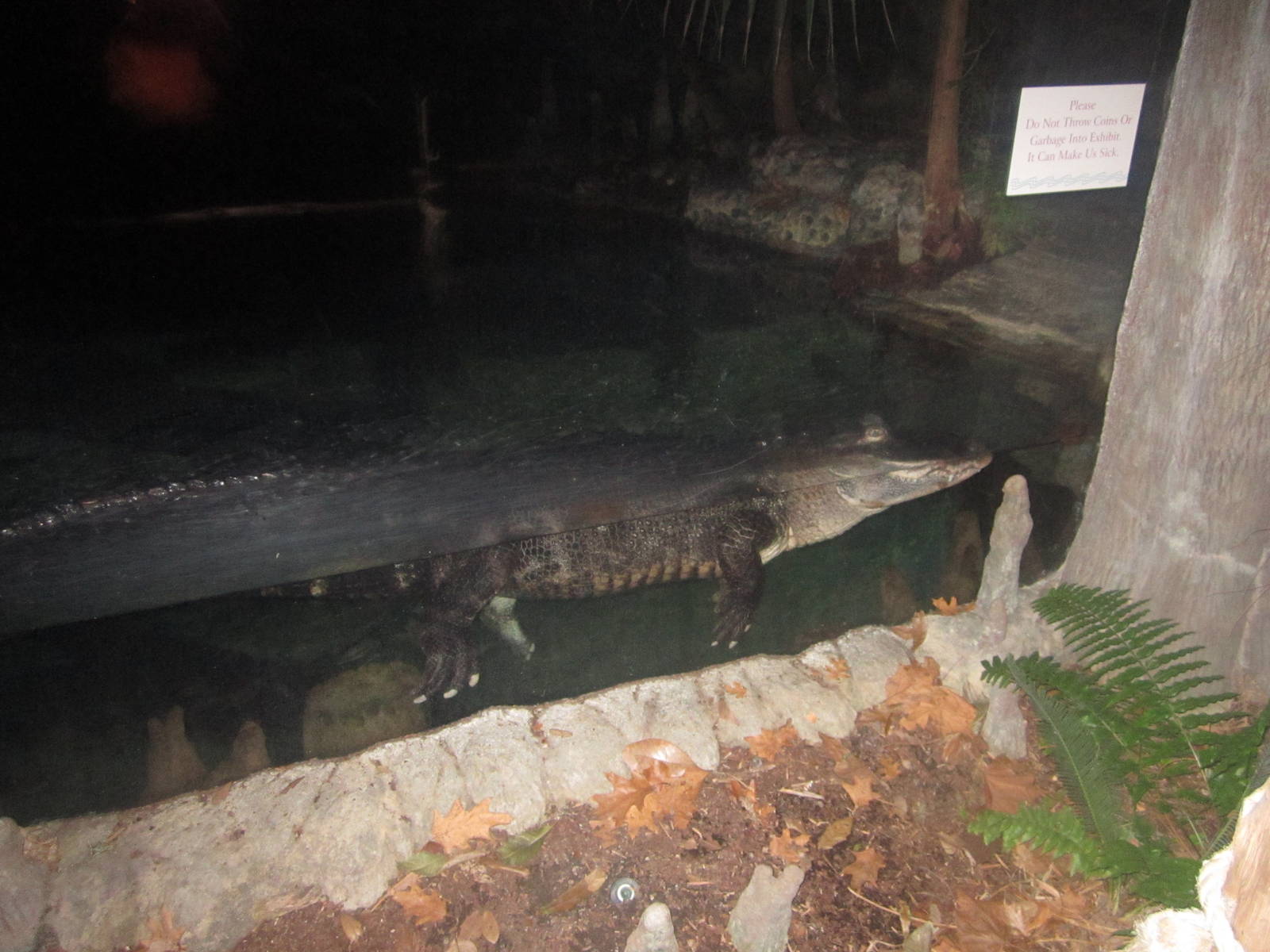 Festival of Lights 2013 - Manatee Springs - American Alligator