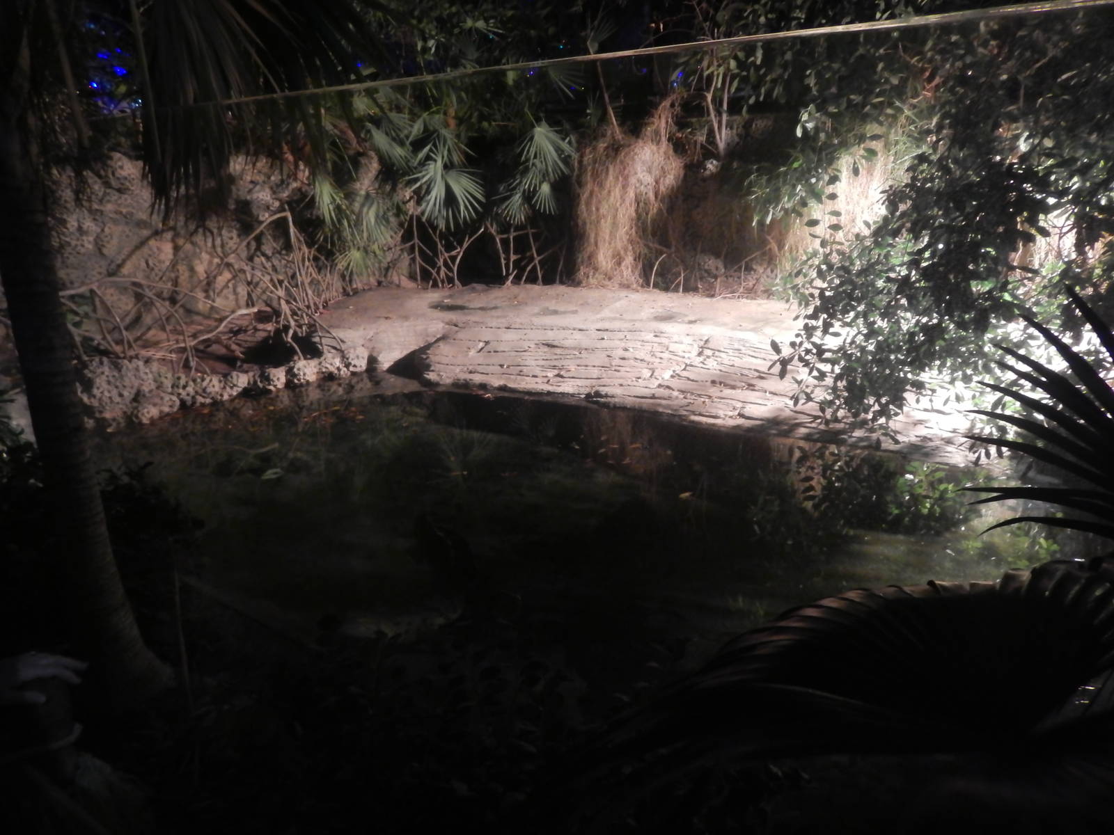 Festival of Lights 2013 - Manatee Springs - American Crocodile Exhibit