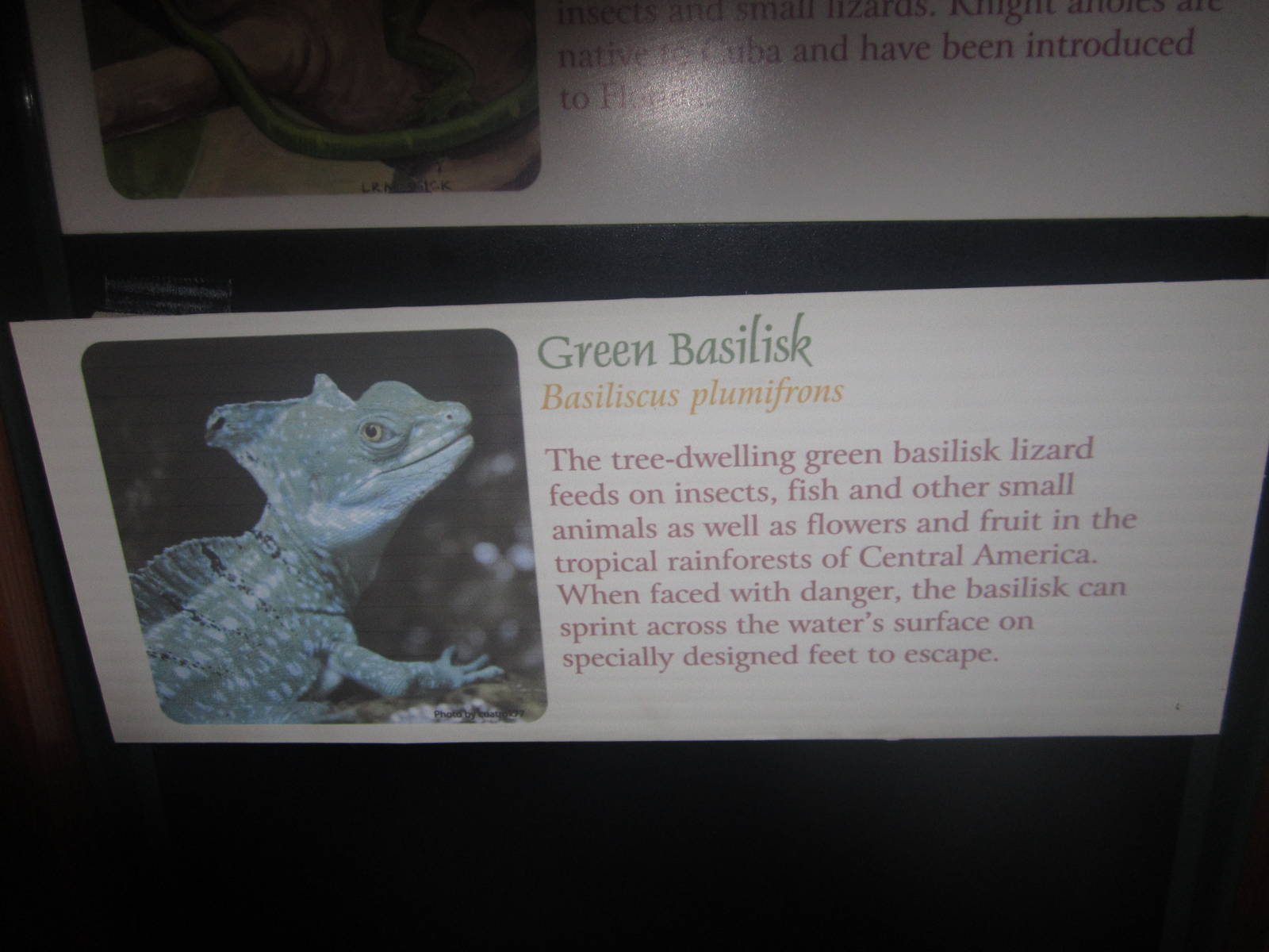 Festival of Lights 2013 - Manatee Springs - Basilisk Sign