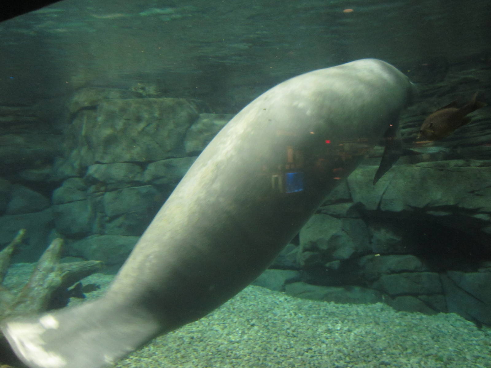Festival of Lights 2013 - Manatee Springs - Betsy