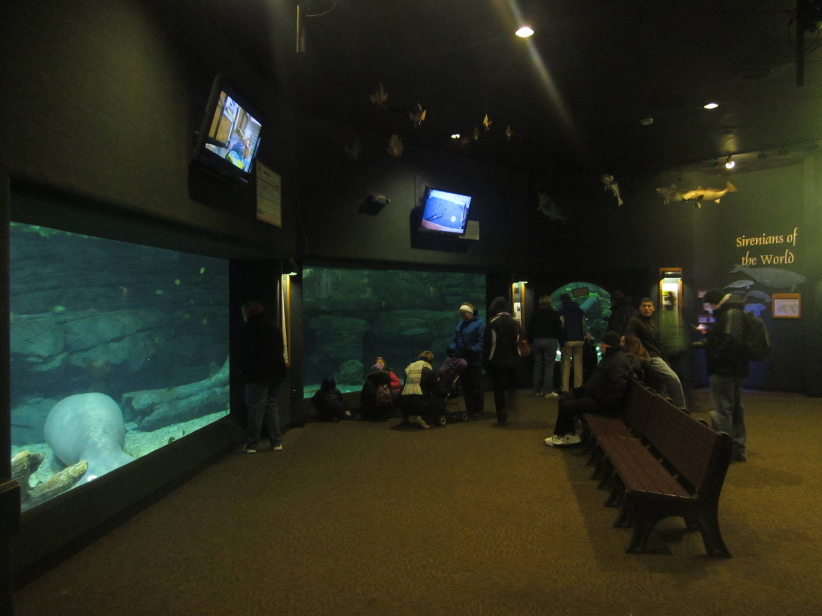 Festival of Lights 2013 - Manatee Springs - Florida Manatee Exhibit + Viewi