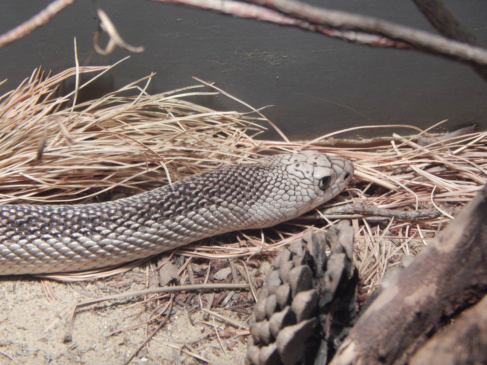 Festival of Lights 2013 - Manatee Springs - Florida Pine Snake