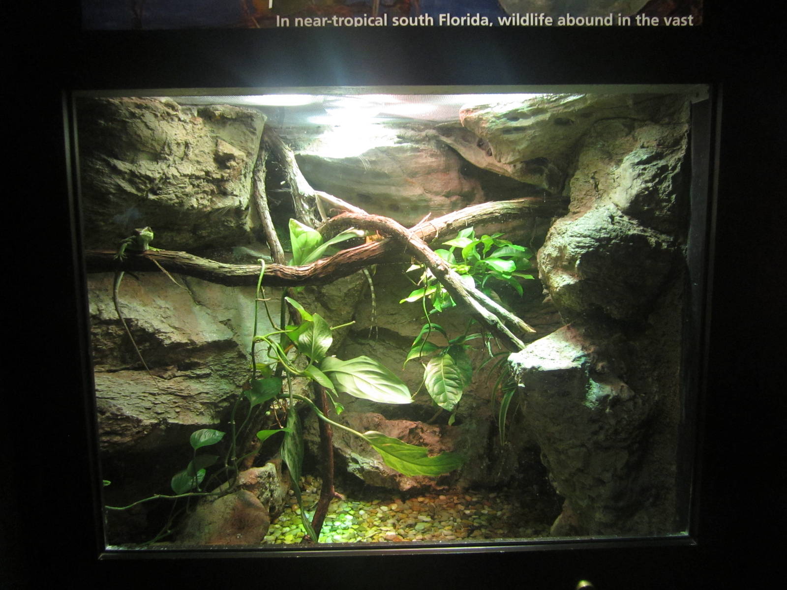 Festival of Lights 2013 - Manatee Springs - Green Basilisk + Knight Anole E