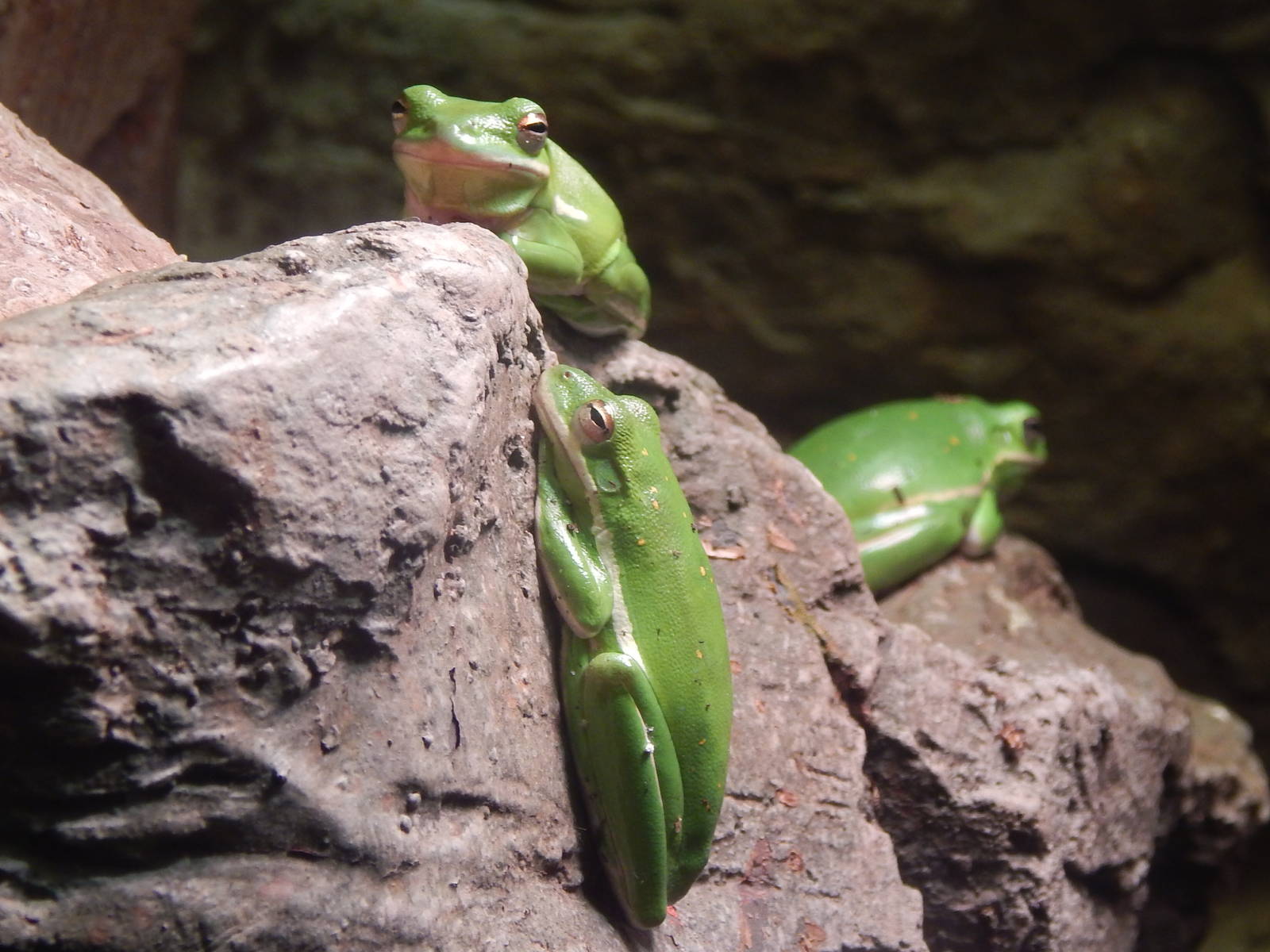 Festival of Lights 2013 - Manatee Springs - Green Tree Frogs