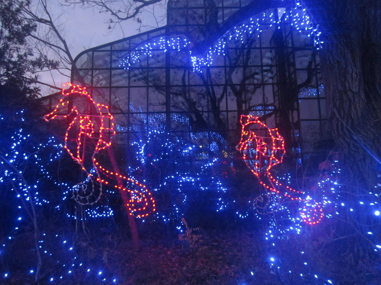 Festival of Lights 2013 - Manatee Springs Lights