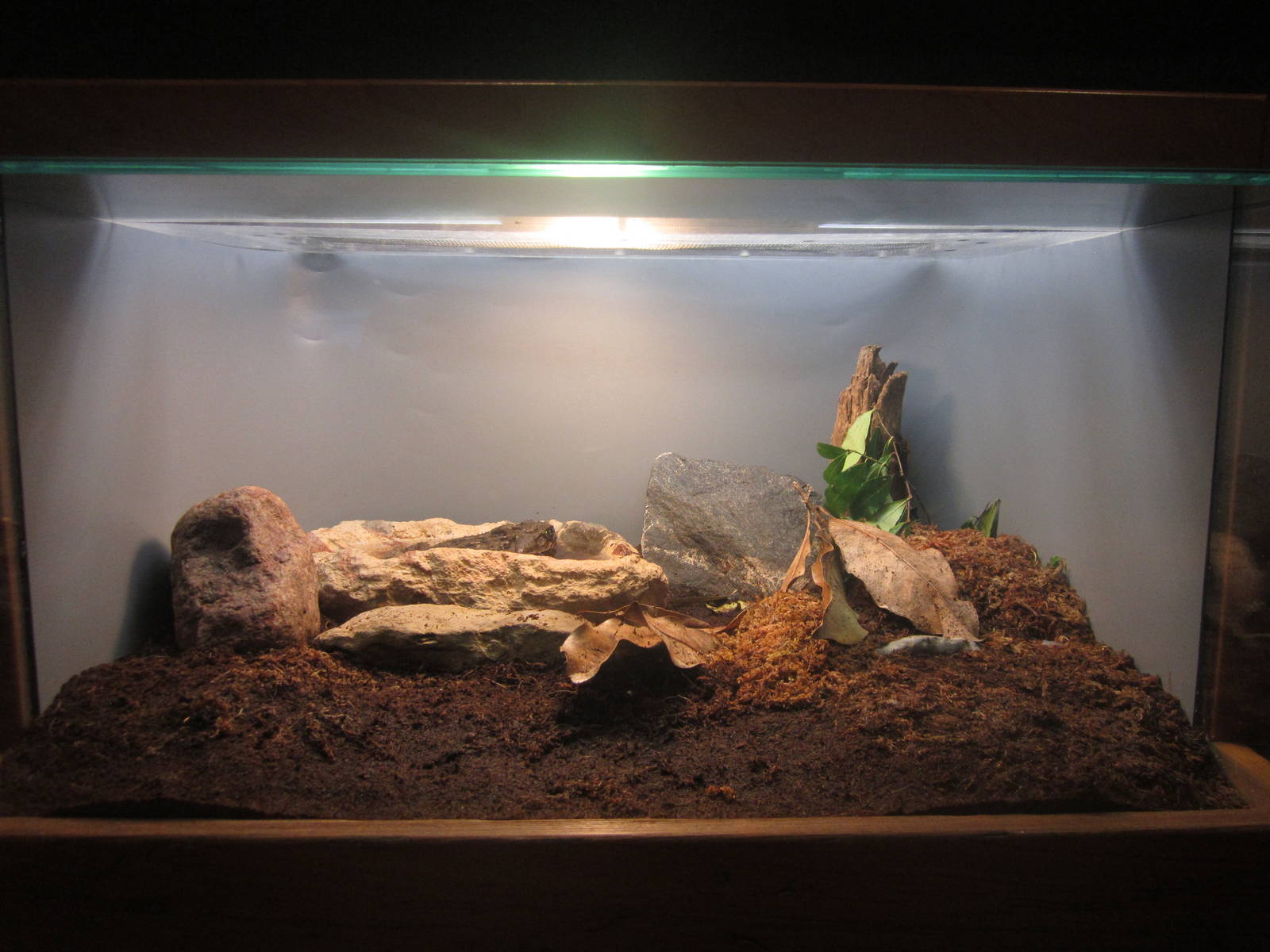 Festival of Lights 2013 - Manatee Springs - Marine Toad Exhibit