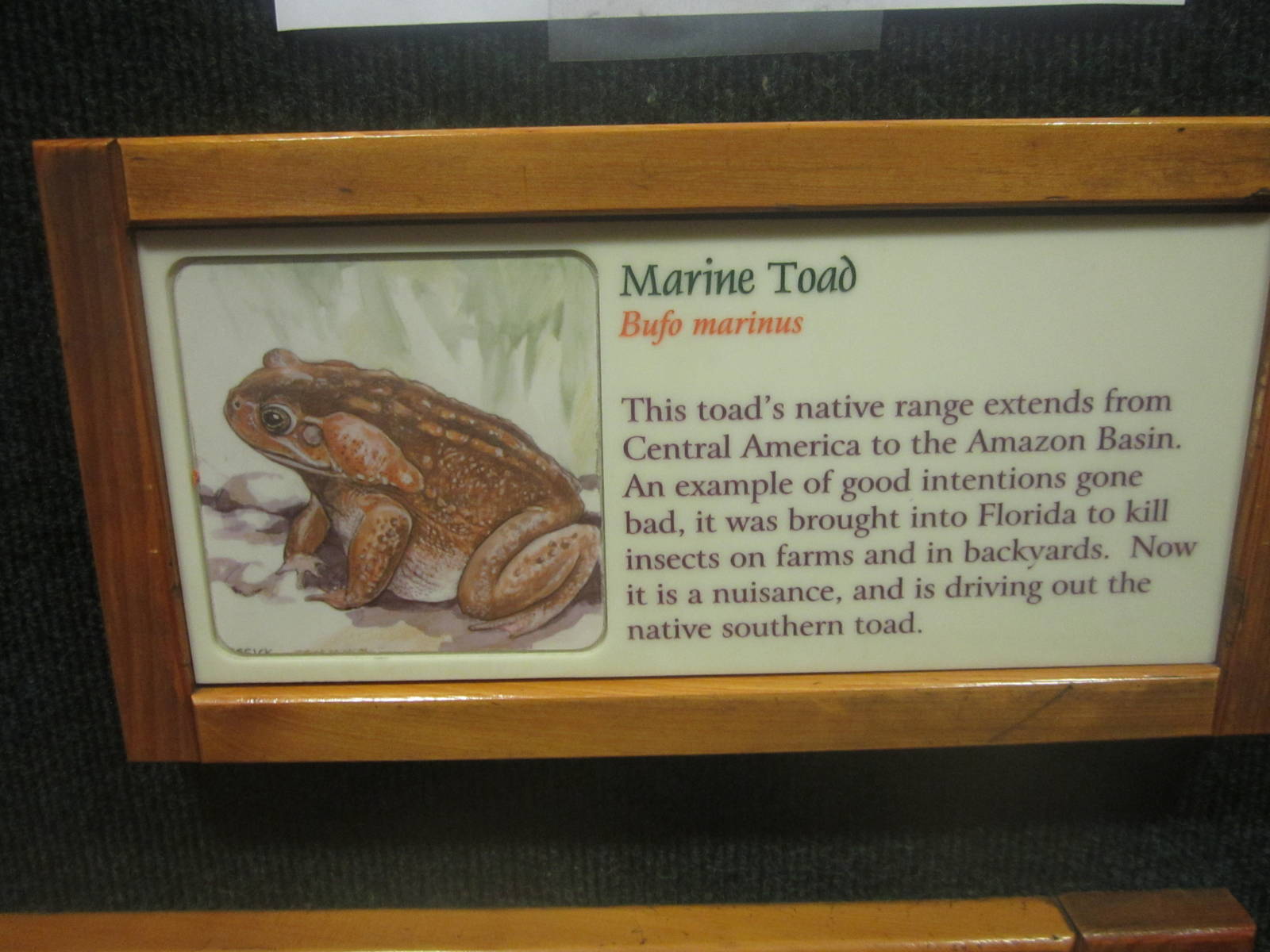 Festival of Lights 2013 - Manatee Springs - Marine Toad Sign