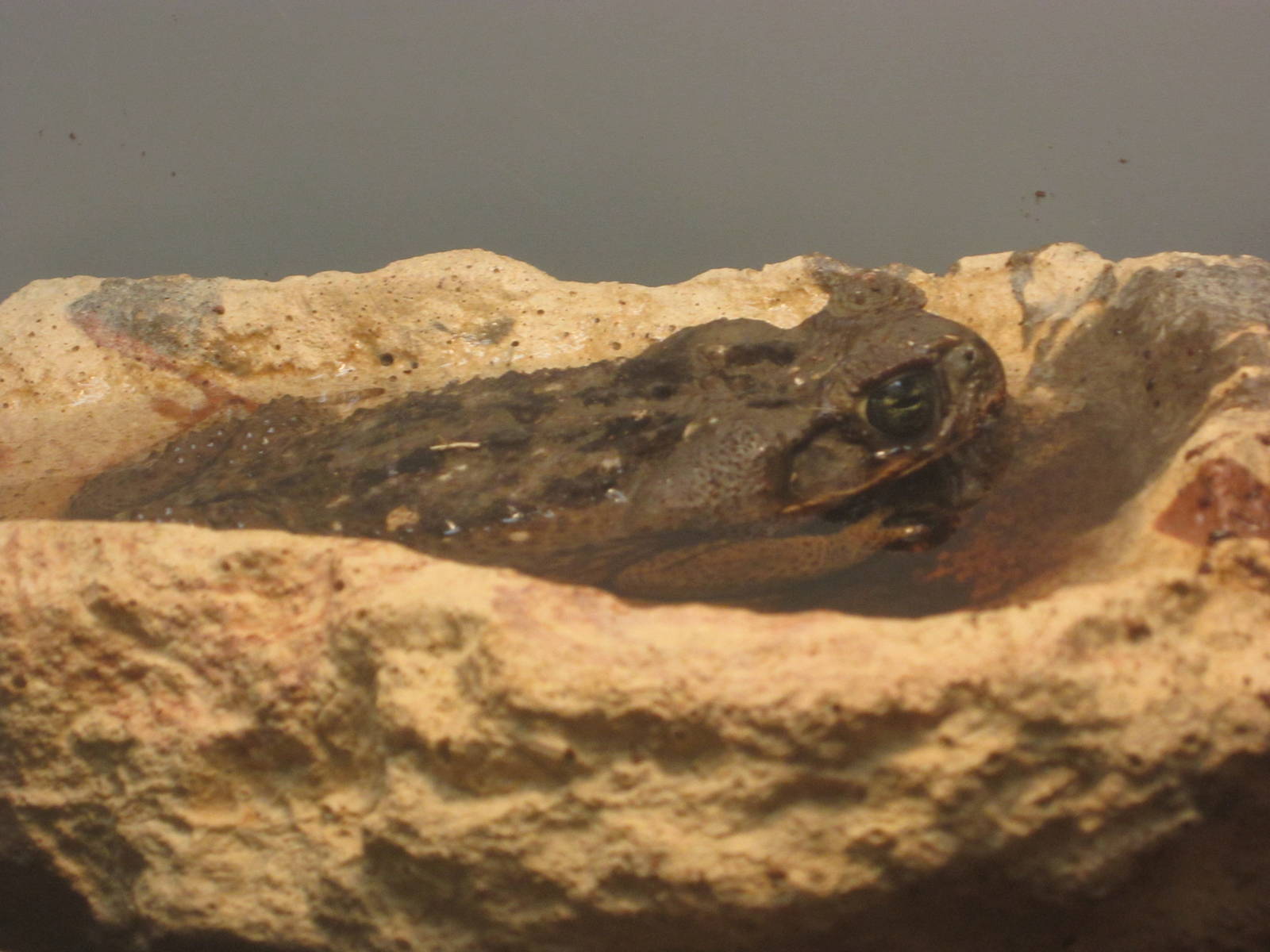 Festival of Lights 2013 - Manatee Springs - Marine Toad