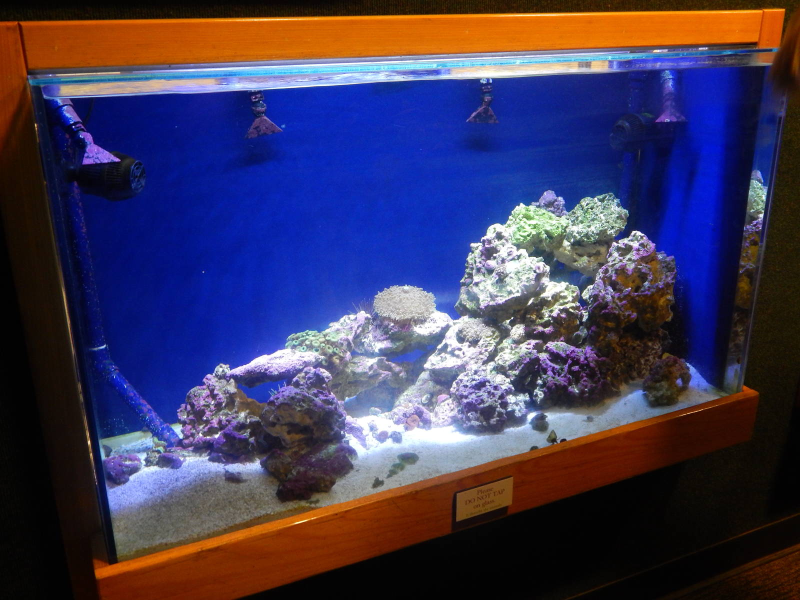 Festival of Lights 2013 - Manatee Springs - Mixed Aquatic Tank