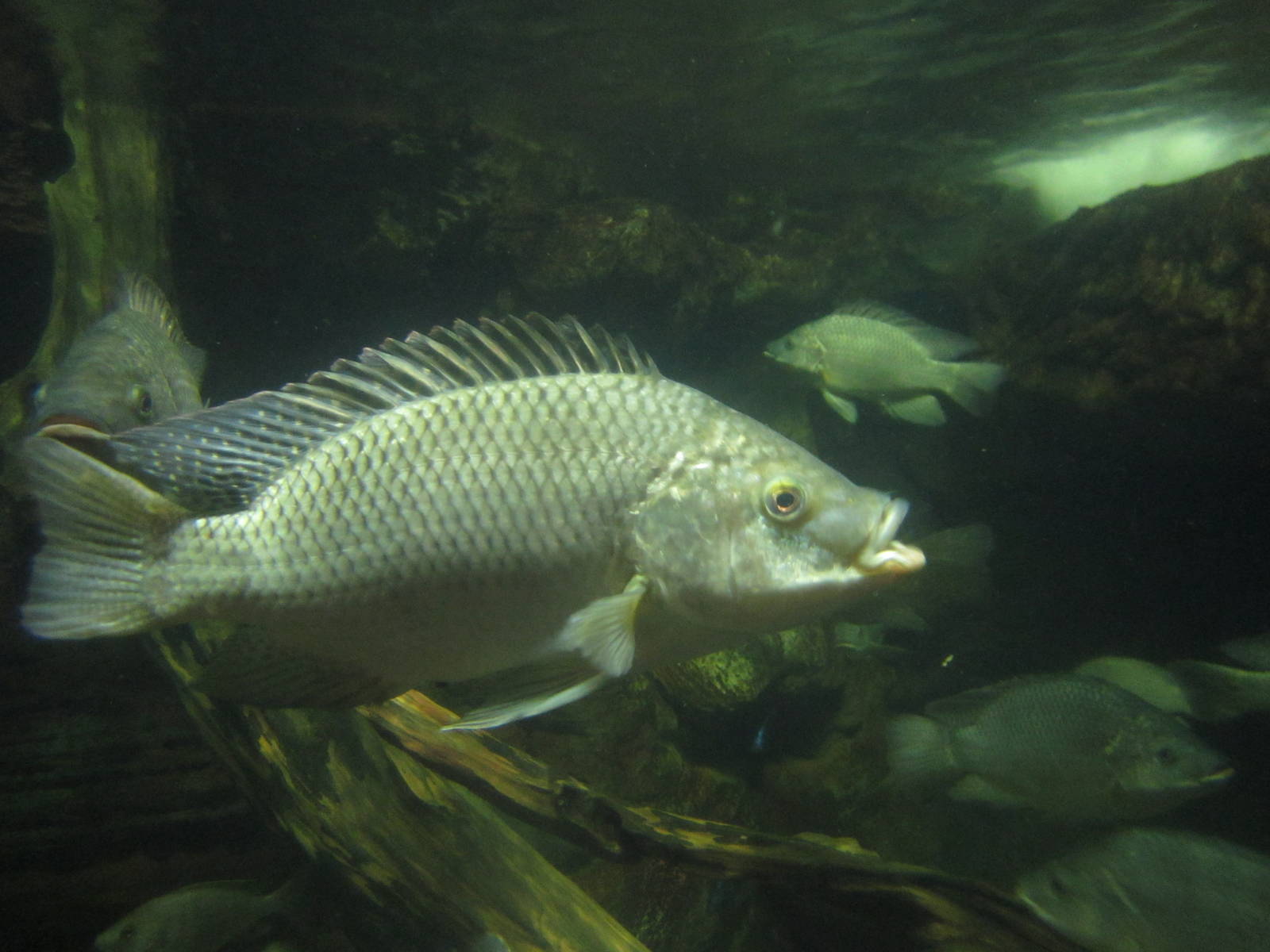 Festival of Lights 2013 - Manatee Springs - Tilapia
