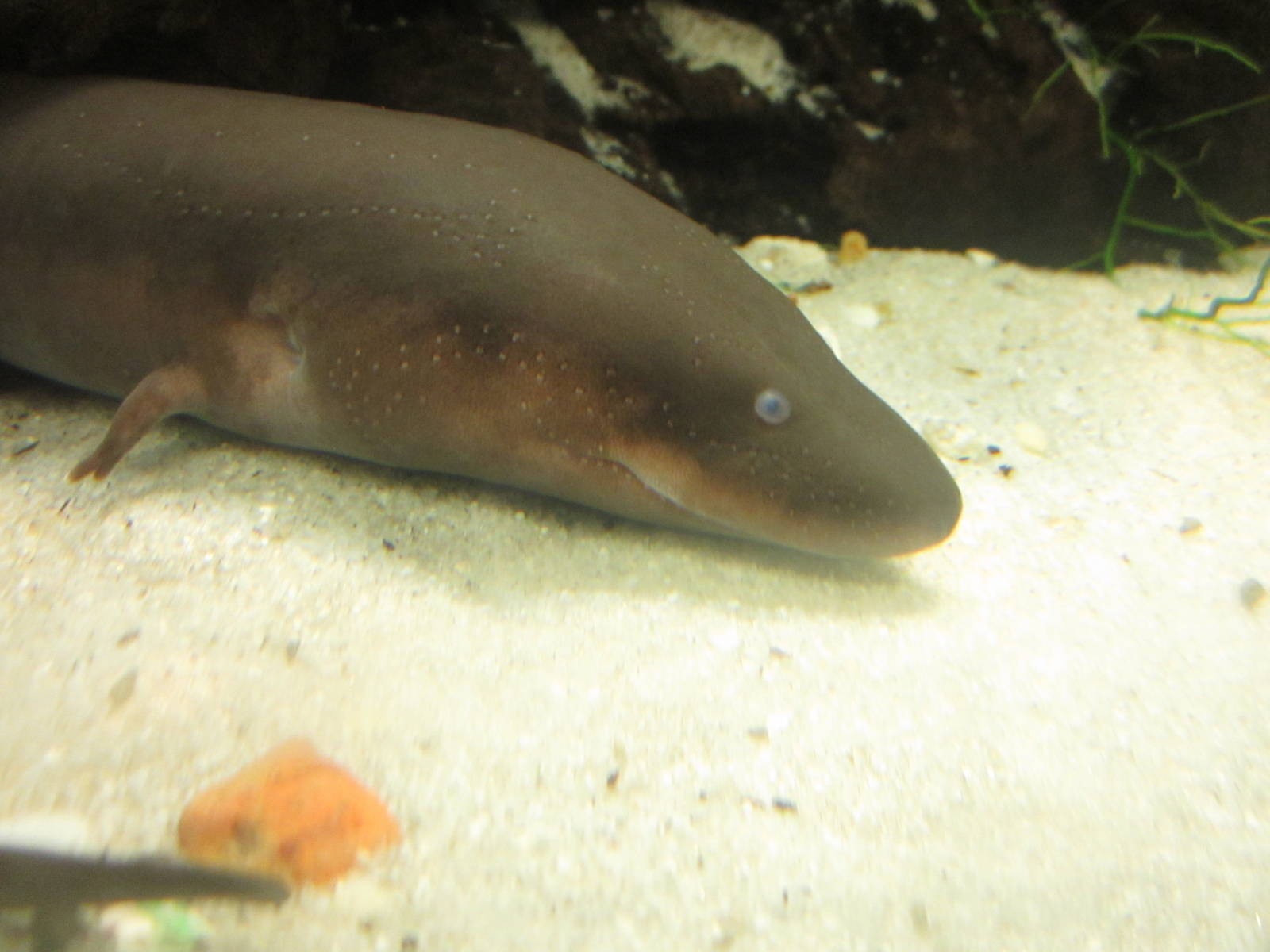 Festival of Lights 2013 - Manatee Springs - Two-toed Amphiuma