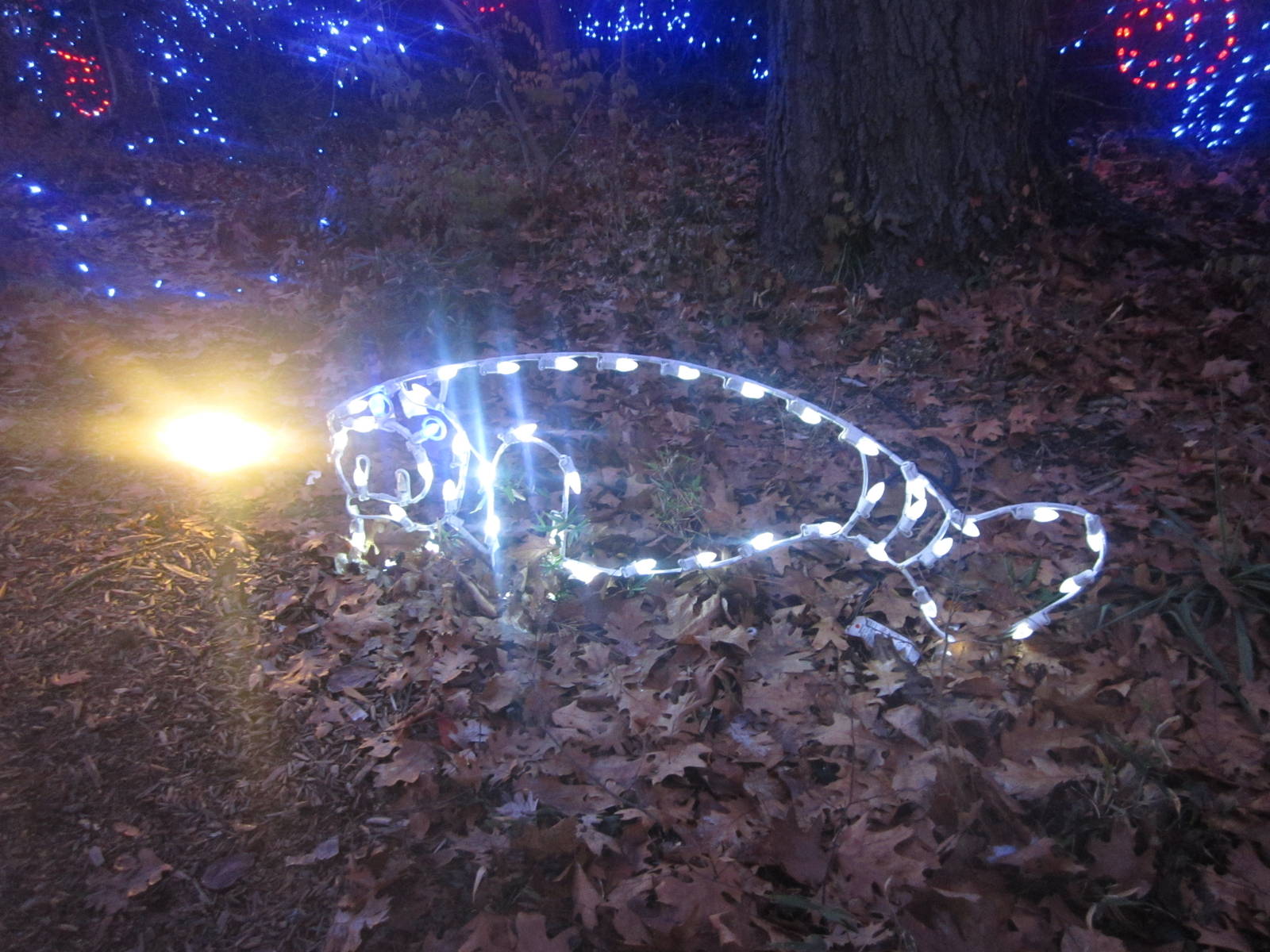 Festival of Lights 2013 - Manatee Springs