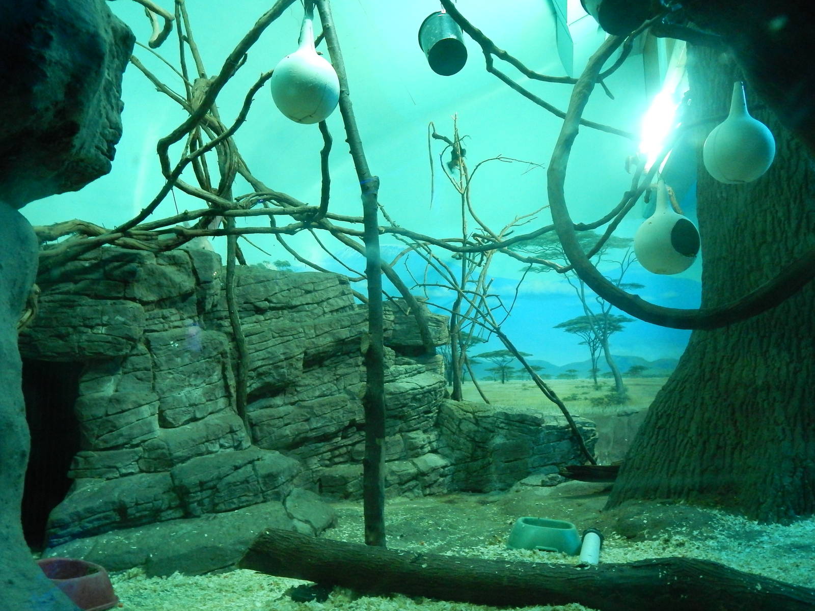 Festival of Lights 2013 - Night Hunters - Aardvark + Greater Bushbaby + Gia