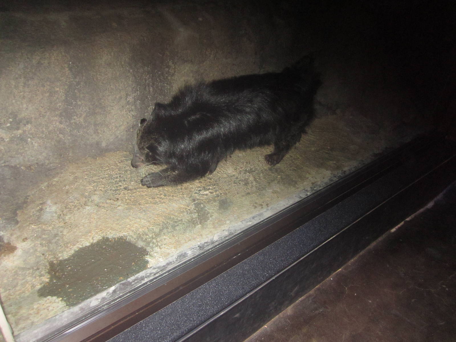 Festival of Lights 2013 - Night Hunters - Audrey the Bearcat