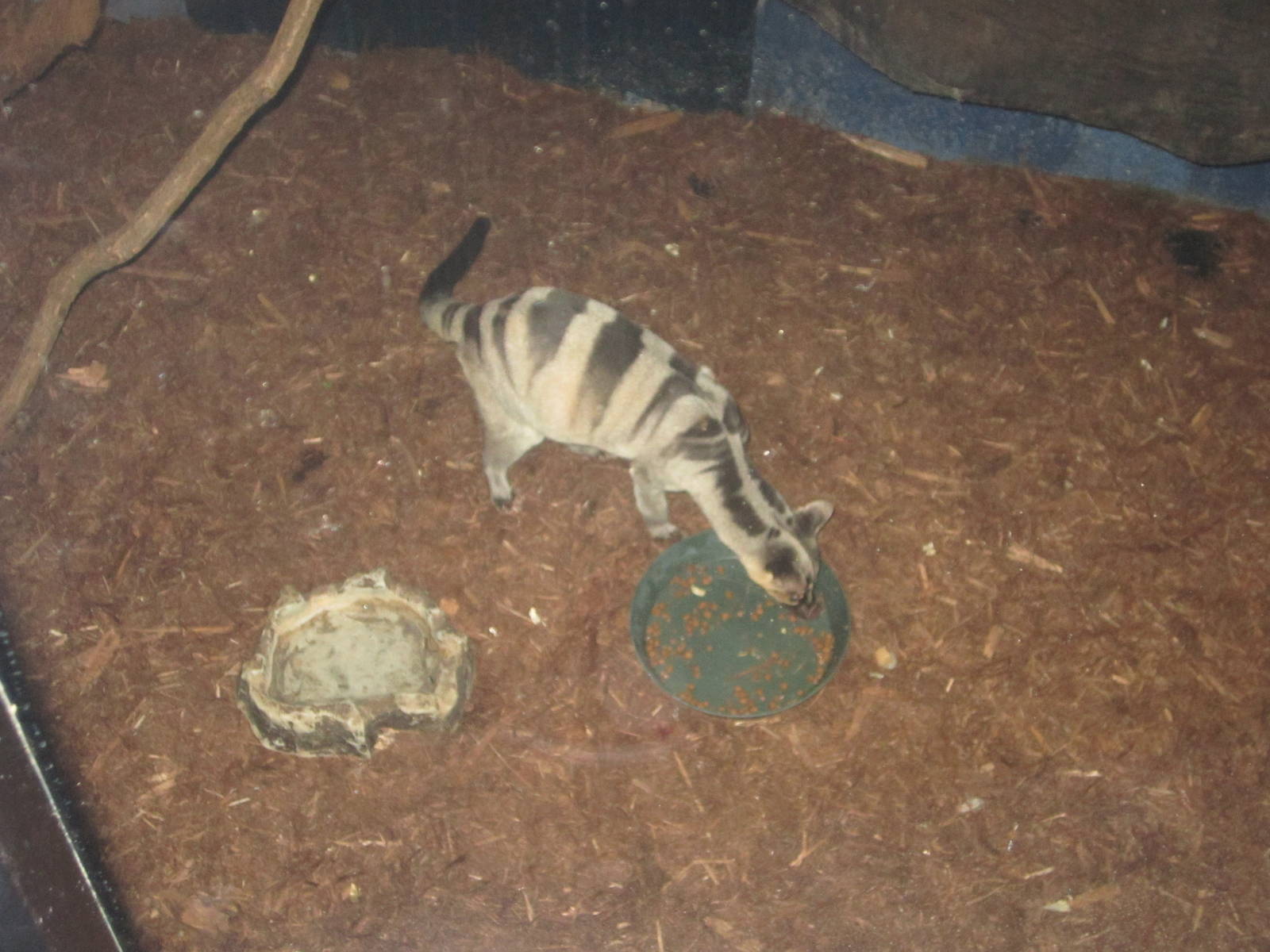 Festival of Lights 2013 - Night Hunters - Banded Palm Civet