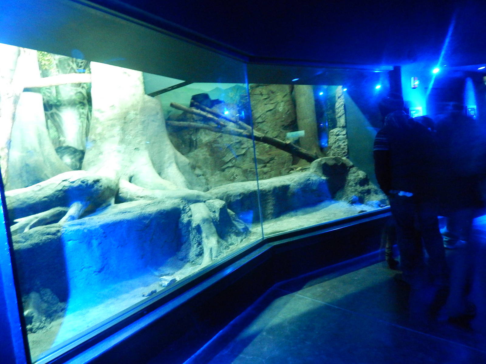 Festival of Lights 2013 - Night Hunters - Bearcat Exhibit