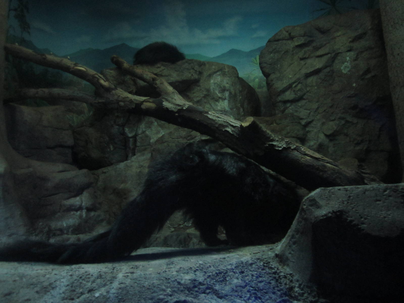 Festival of Lights 2013 - Night Hunters - Bearcats