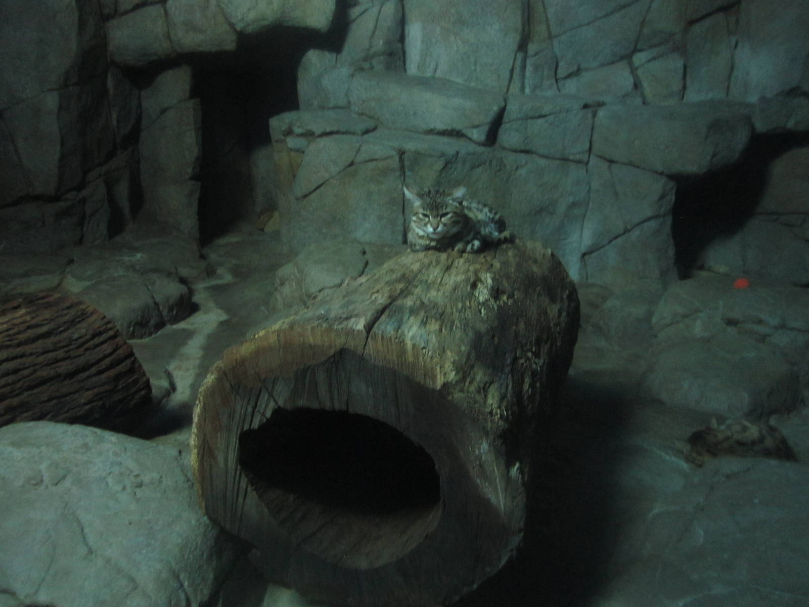 Festival of Lights 2013 - Night Hunters - Black-footed Cat