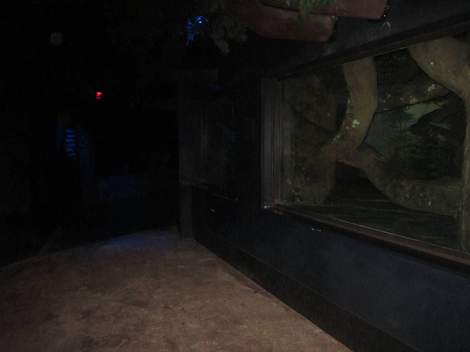 Festival of Lights 2013 - Night Hunters - Clouded Leopard Exhibit Viewing