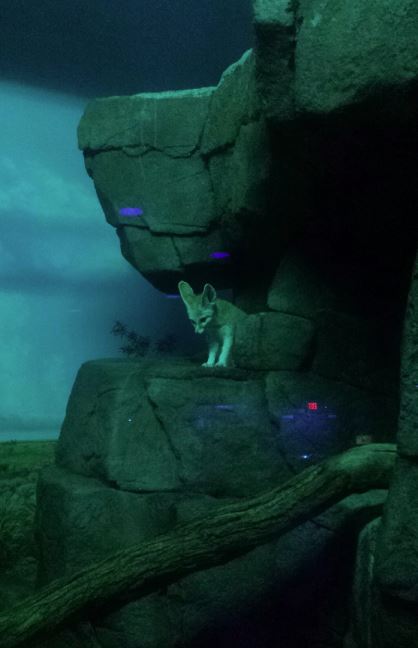 Festival of Lights 2013 - Night Hunters - Fennec Fox