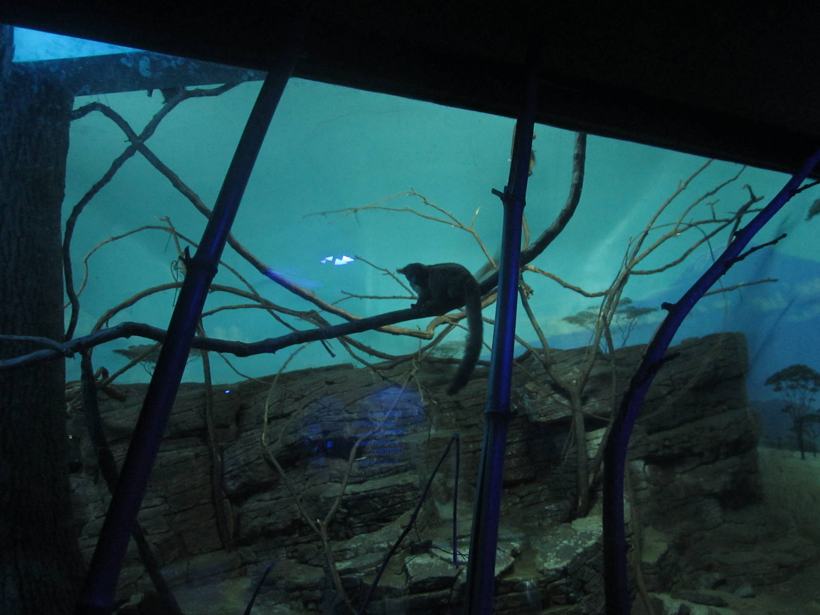 Festival of Lights 2013 - Night Hunters - Greater Bushbaby