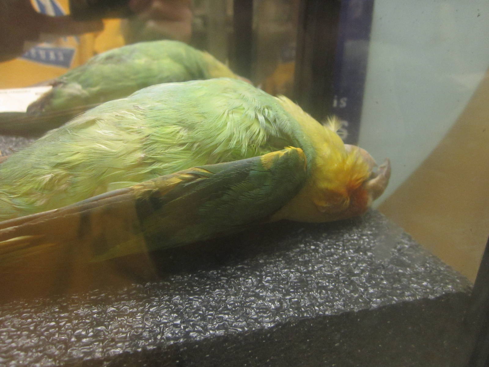 Festival of Lights 2013 - Passenger Pigeon Memorial - Replica of Incas