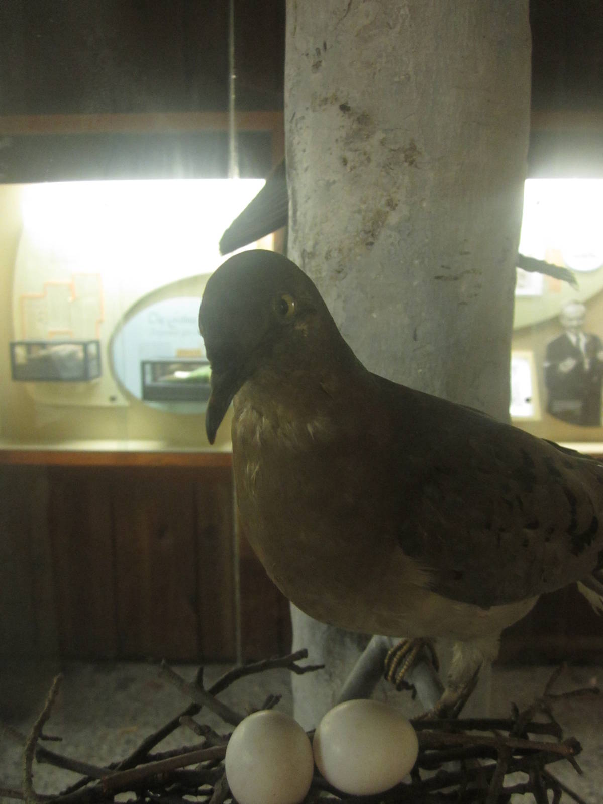Festival of Lights 2013 - Passenger Pigeon Memorial