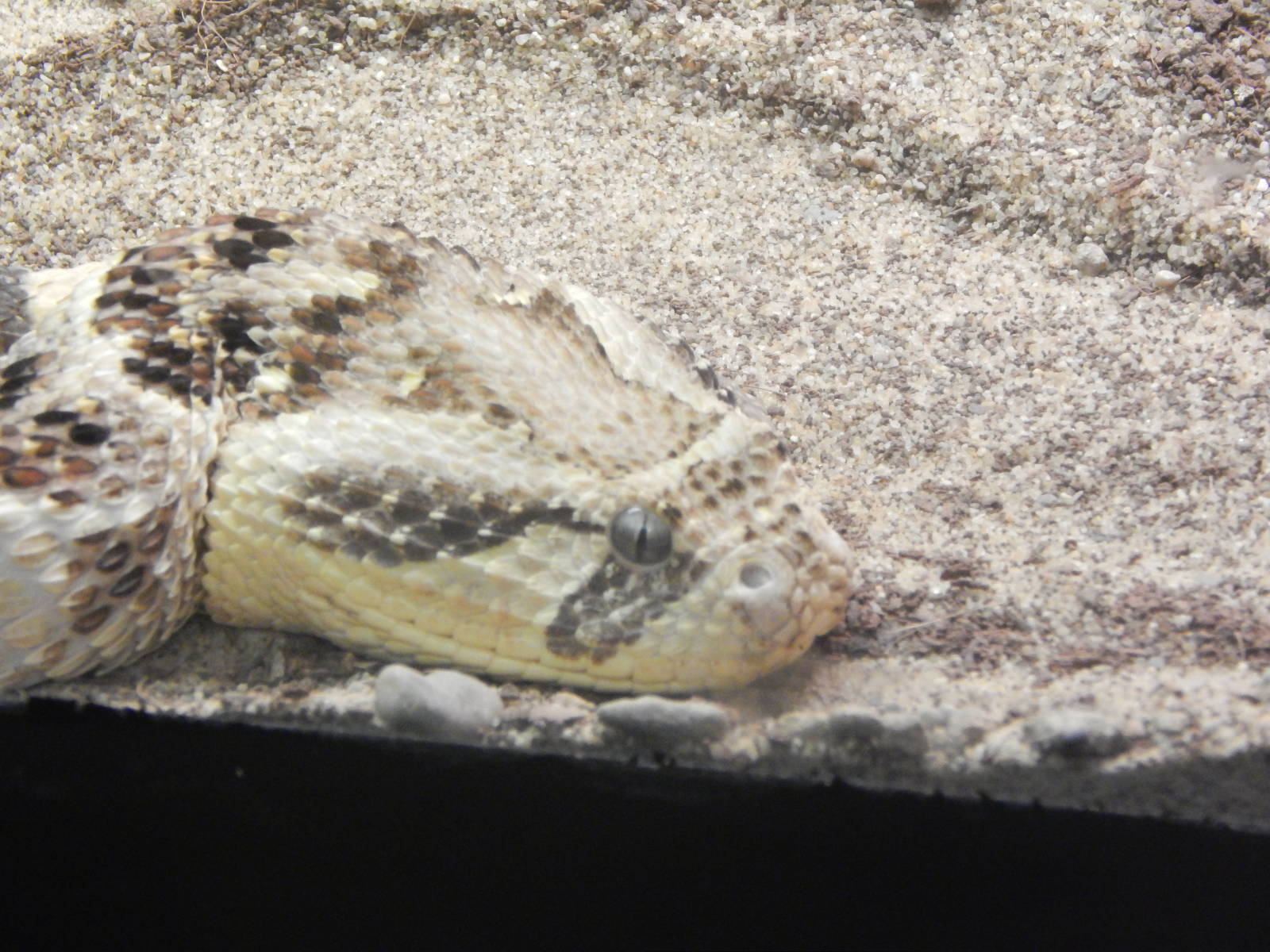 Festival of Lights 2013 - Reptile House - African Puff Adder