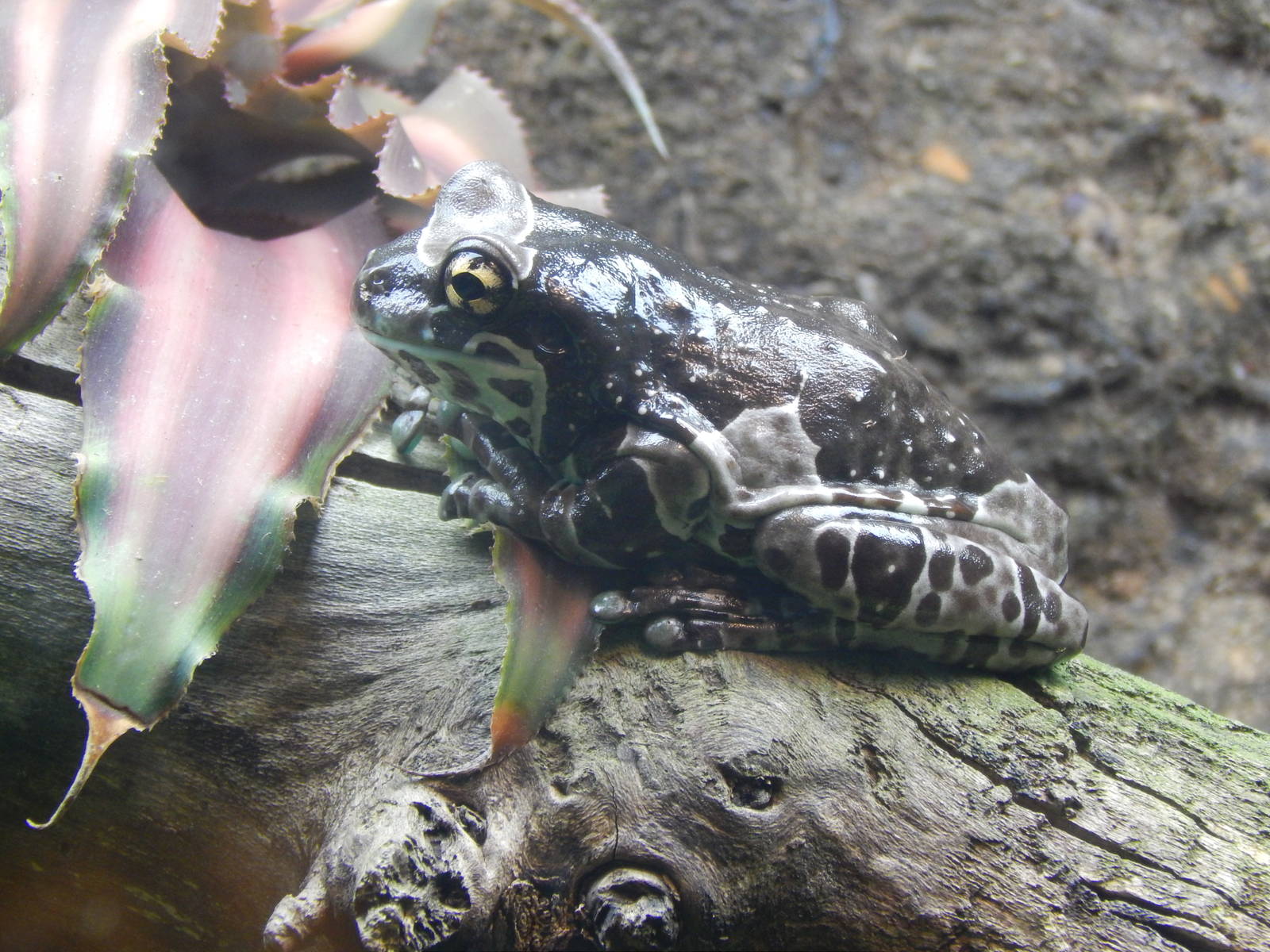 Festival of Lights 2013 - Reptile House - Amazon Milk Frog