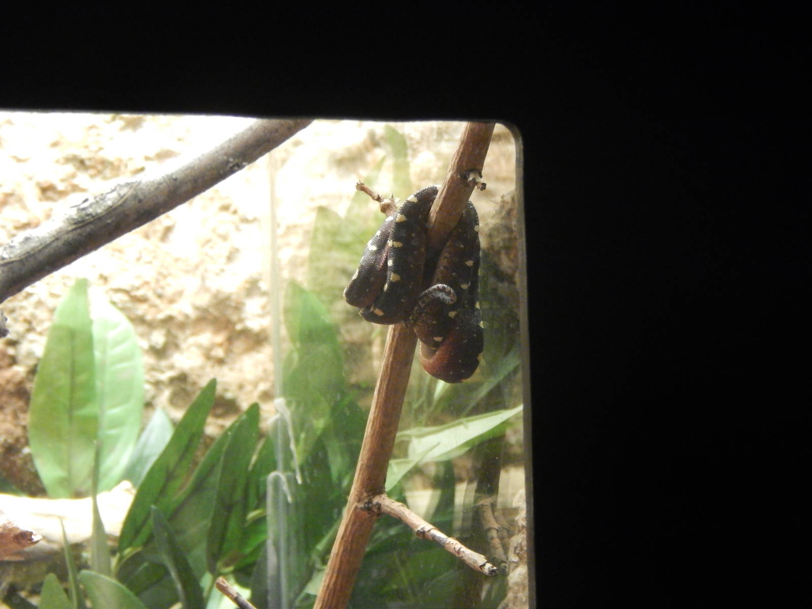 Festival of Lights 2013 - Reptile House - Baby Green Tree Python